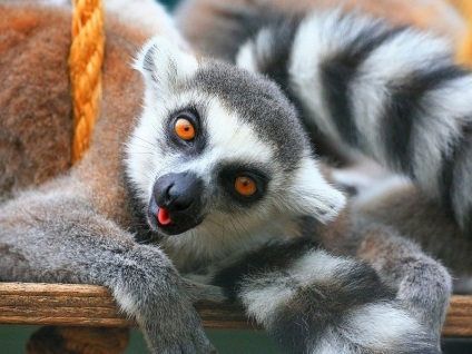 Lemurs fotografie, personaj, sfaturi despre îngrijire