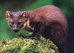 Pădure de pădure, marten martes (martes martes), gama de descriere greutate de creștere martens culoare, mediu de voce