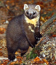 Pădure de pădure, marten martes (martes martes), gama de descriere greutate de creștere martens culoare, mediu de voce