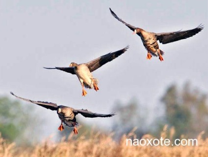 Nyári-őszi vadászat - vadászat - szól a vadászat, fegyvereket és vadász felszerelés