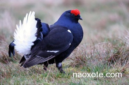 Nyári-őszi vadászat - vadászat - szól a vadászat, fegyvereket és vadász felszerelés