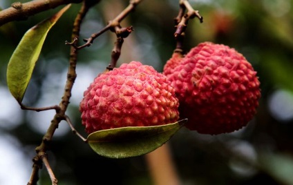 Descrierea, beneficiile și daunele în limba Lychee, agrotehnica, particularitățile cultivării în banda medie, fotografie