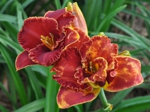 Daylilies, mezőgazdasági gép, az áruház blog