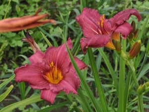 Daylilies, mezőgazdasági gép, bolt blog (Hemerocallis) Daylilies, mezőgazdasági gép, az áruház blog