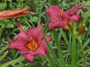 Daylilies, mezőgazdasági gép, az áruház blog