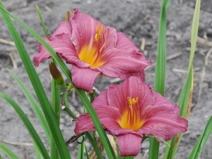 Daylilies, mezőgazdasági gép, az áruház blog