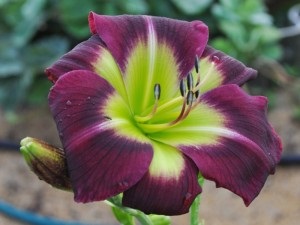 Daylilies, mezőgazdasági gép, az áruház blog