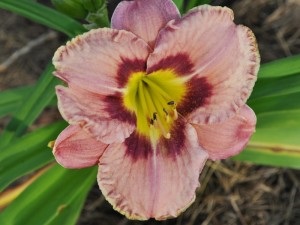 Daylilies, mezőgazdasági gép, az áruház blog