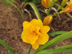 Daylilies, mezőgazdasági gép, az áruház blog