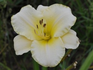 Daylily, agrotehnica, magazin blog