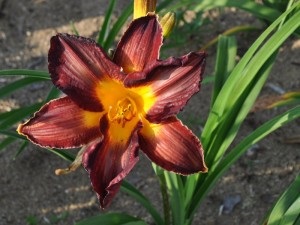 Daylilies, mezőgazdasági gép, az áruház blog