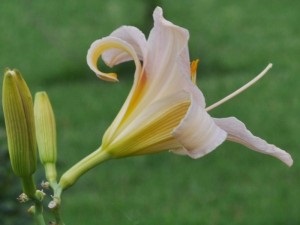 Daylilies, mezőgazdasági gép, az áruház blog