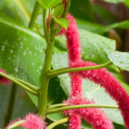 Frothy (acalifa, vulpea coada) de îngrijire la domiciliu, fotografie