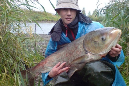 Catching ponty, hogyan kell elkapni ponty - Tackle, csali és csali ponty fogása