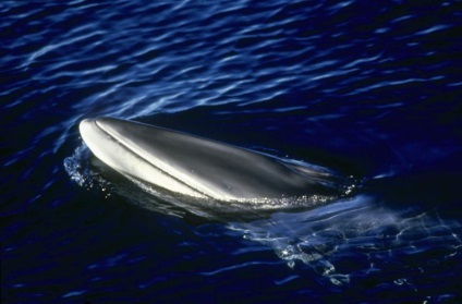 Minke balena este 