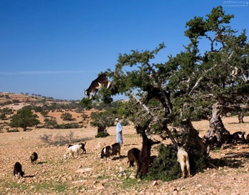 Marokkói kecske-dárda béka