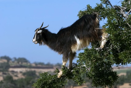 Maroc capre de capra