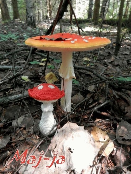 Clasa amanita croșetată