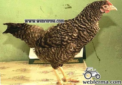 Megrul, o rasă confortabilă de carne de ouă de pui