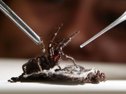 Fapte vile despre păianjeni, pe care le veți dezgusta să citiți! (15 imagini 1 video)