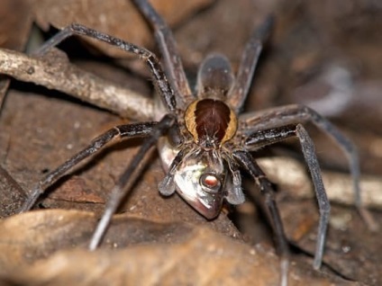 Fapte vile despre păianjeni, pe care le veți dezgusta să citiți! (15 imagini 1 video)