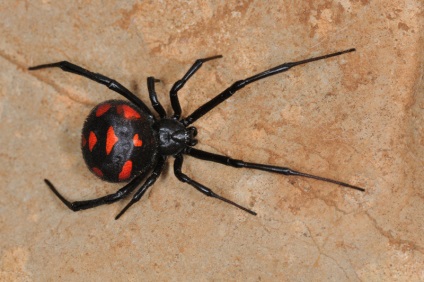 Nasty tényeket pókok, ami akkor undorító olvasni! (15 fotó 1 videó)
