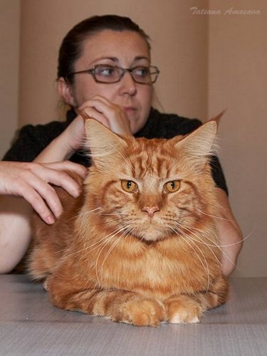 Maine Coon