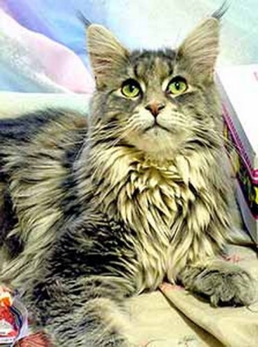 Maine Coon