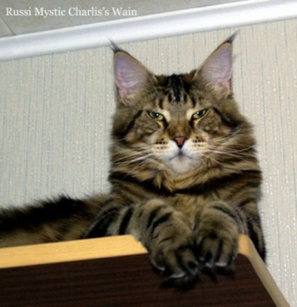 Maine Coon