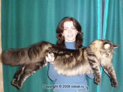 Maine Coon