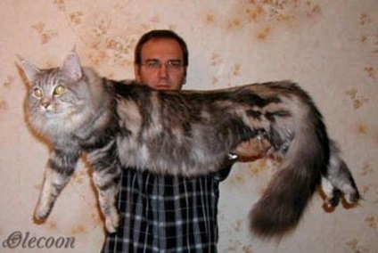 Maine Coon