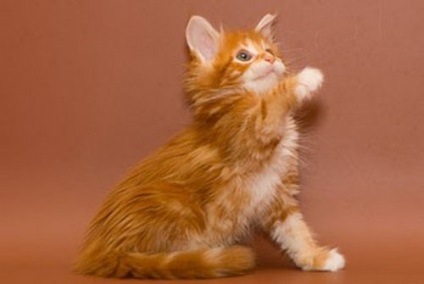 Maine Coon