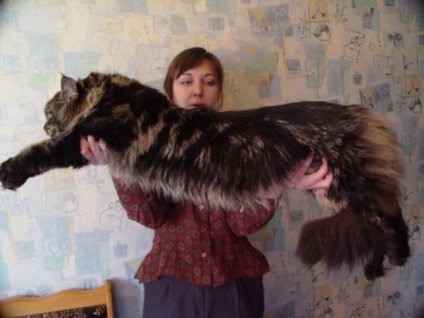 Maine Coon