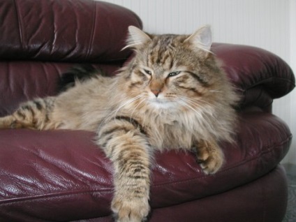 Maine Coon