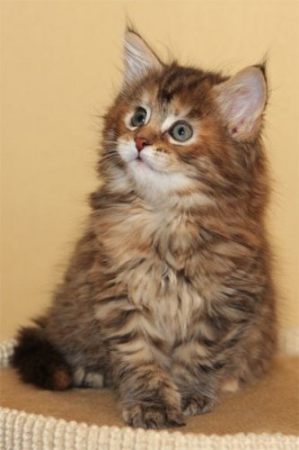 Maine Coon