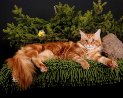 Maine Coon