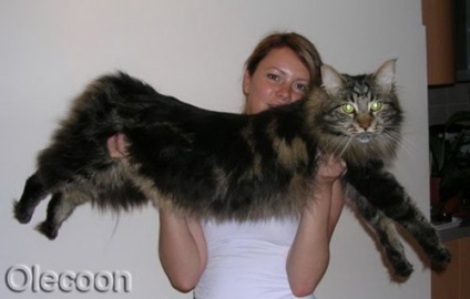 Maine Coon (Maine) Maine Coon