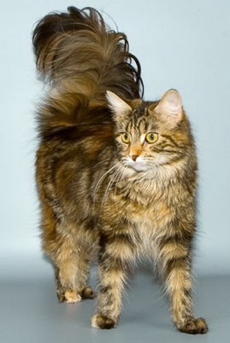 Maine Coon