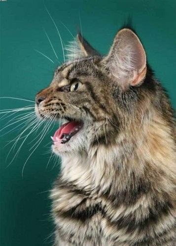 Maine Coon