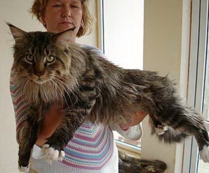 Maine Coon