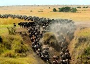 Migrația în Kenya - totul despre migrația la Masai Mara, despre excursii de migrație, anotimpuri și informații importante