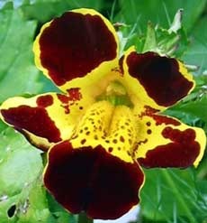 Descrierea și fotografia Mimulus