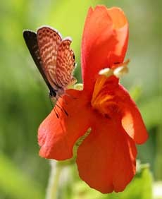 Descrierea și fotografia Mimulus