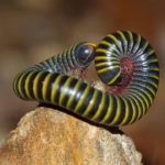 Millipede kivsyak ce spun insectele