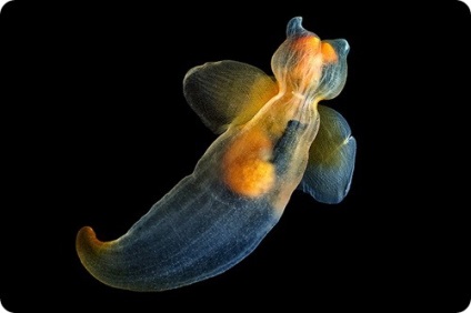 Sea Angels (latină clina limacină)