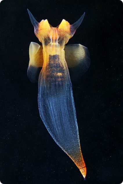 Vitorláshal (latin clione limacine)