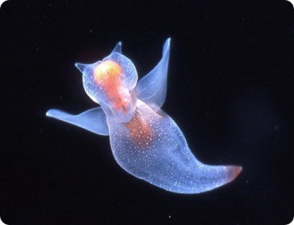 Sea Angels (latina clina limacina)