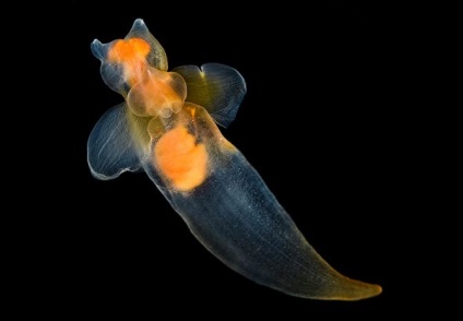 Ingerul marin (clione limacina) este o specie de moluste de gastropod din ordinul holos (gymnosomata)