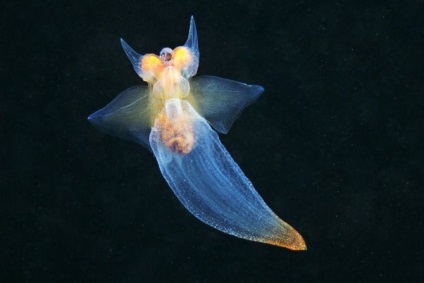 Ingerul marin (clione limacina) este o specie de moluste de gastropod din ordinul holos (gymnosomata)