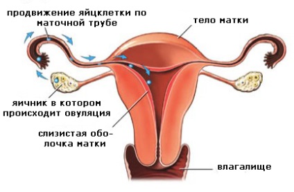 Este posibil să rămâneți gravidă la o zi după menstruație